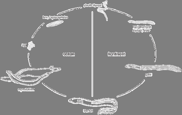 Figur 1. Ålens livscykel (efter Fiskeriverket 2004). 3 PROBLEMBESKRIVNING Mängden glasål som når Europas kuster har minskat dramatiskt under flera decennier.