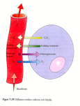 Kapillärutbyte Diffusion Filtration Absorption