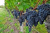 Här växer vinrankorna på en smal remsa längs havsviken Gironde medan sträckan utmed Atlantkusten är täckt med tallskog som skyddar vinodlingarna mot regn och havsvindar.