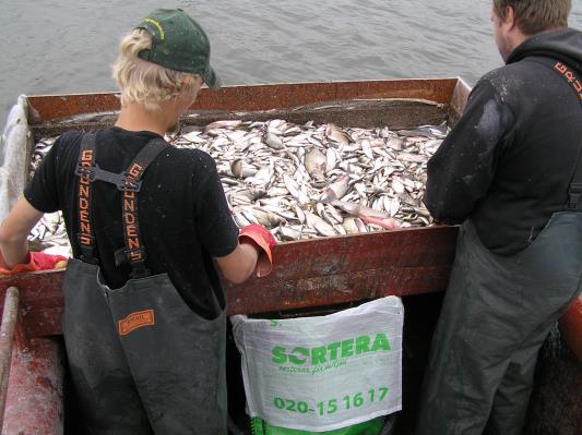 3.11 Omhändertagande av fisk Den fångade fisken sorterades direkt efter fångst. Rovfisk som gös, gädda, abborre och mal släpptes omgående tillbaks.