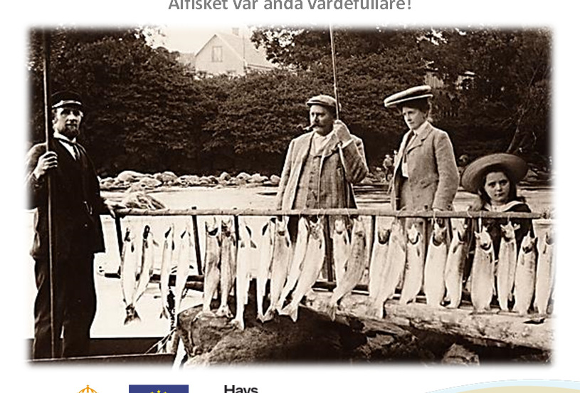 Hertingforsen Fria vandringsvägar för fisk Vården av åarna ger välstånd i Halland Text och foto Kommunekolog Ingemar Alenäs Historik