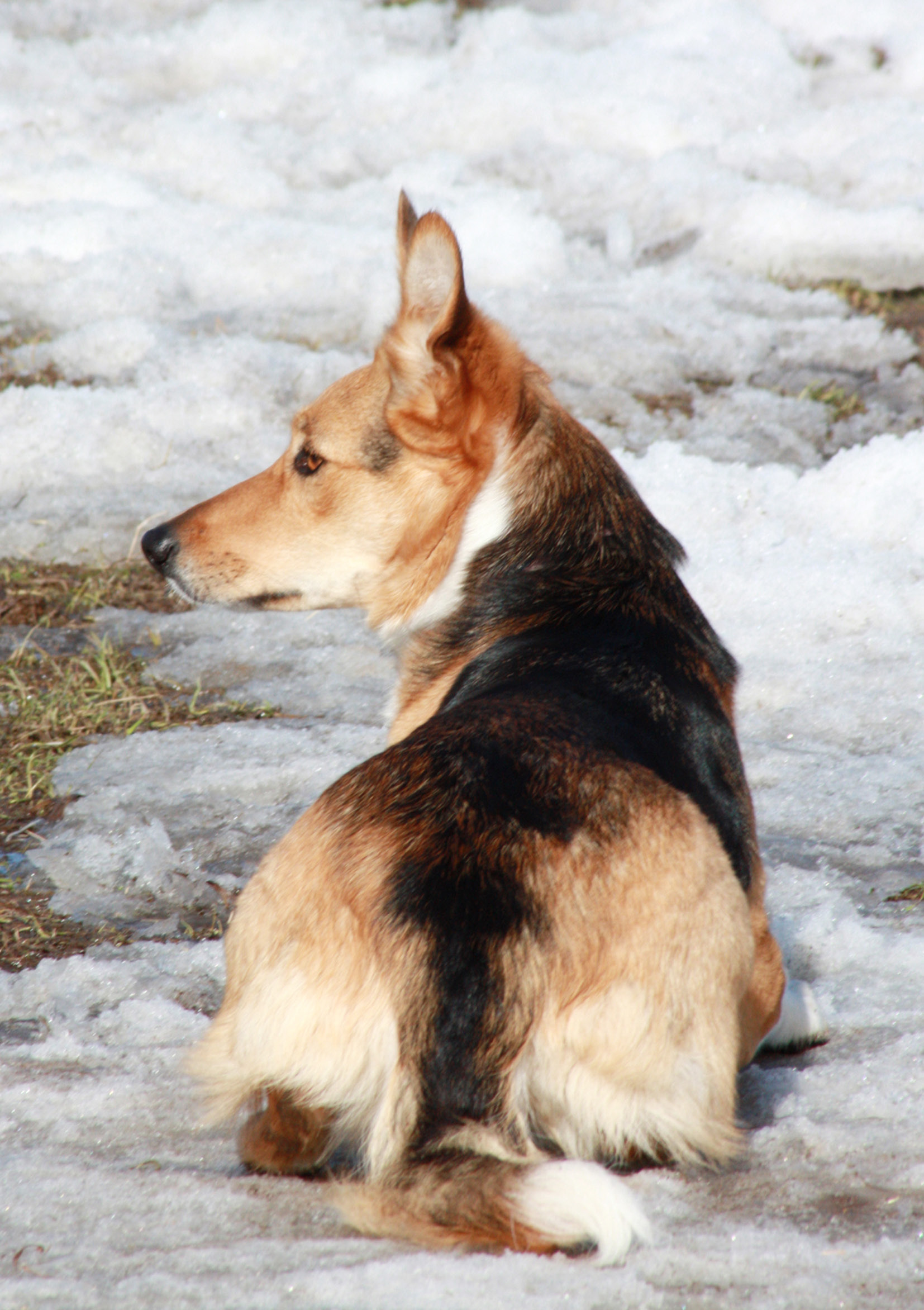 TASSTRYCKET En