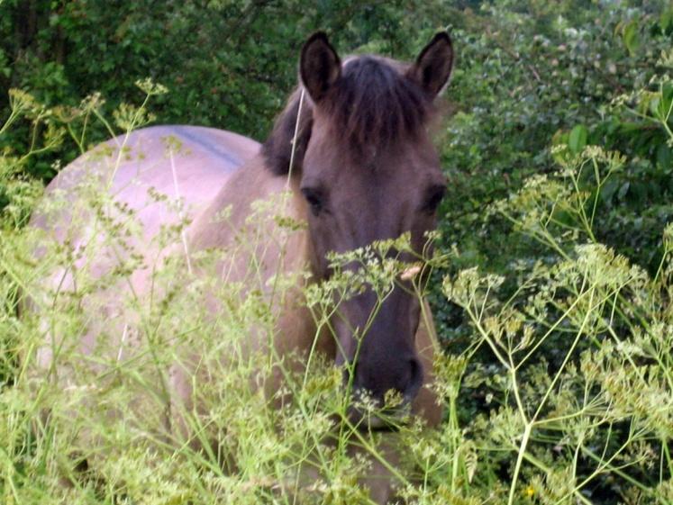 Körning Eleverna lär sig att sela och spänna för vagnen på hästen. De lär sig att köra i både skritt, trav och galopp och använder sig av grenarna precision, dressyr och maraton.