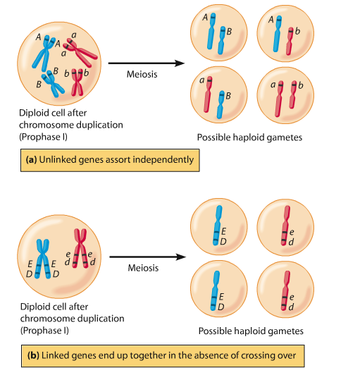 Länkade gener Loci på olika kromosomer ärvs helt