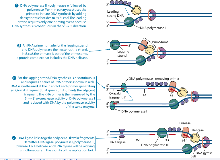 Replikation Origin of replication