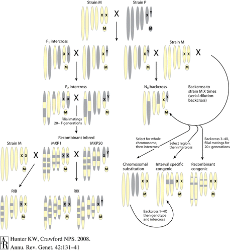 QTL QTL = quantitative trait locus Använder