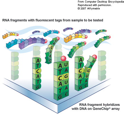 Bygg en chip med komplementär DNA Isolera mrna från prov och tillsätt markör mrna binder till