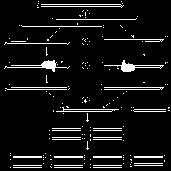 och över 2,0 för RNA. Ifall förhållandet skulle vara mindre så indikerar det närvaro av protein eller andra kontaminanter i prov som absorberar ljus vid 280 nm (21).