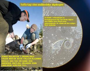 Inbjudan går till Älgjaktsområdena som ingår i Älgabäckens Älgskötselområde. Måndagen den 28 feb 2011. Avstämningsmöte. Plats: Älgabäcksryds Missionshus kl. 19.00 (öppnar kl. 18.