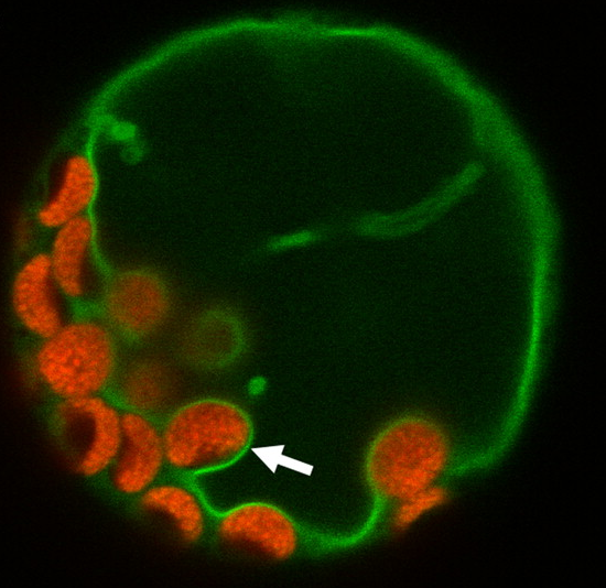 Vakuol 27 Tonoplast Tonoplasten är det membran som omger vakuolen. Bredden på själva membranet är omkring 10 nm [][25]. Tonoplasten är extremt permeabel mot vatten [26].