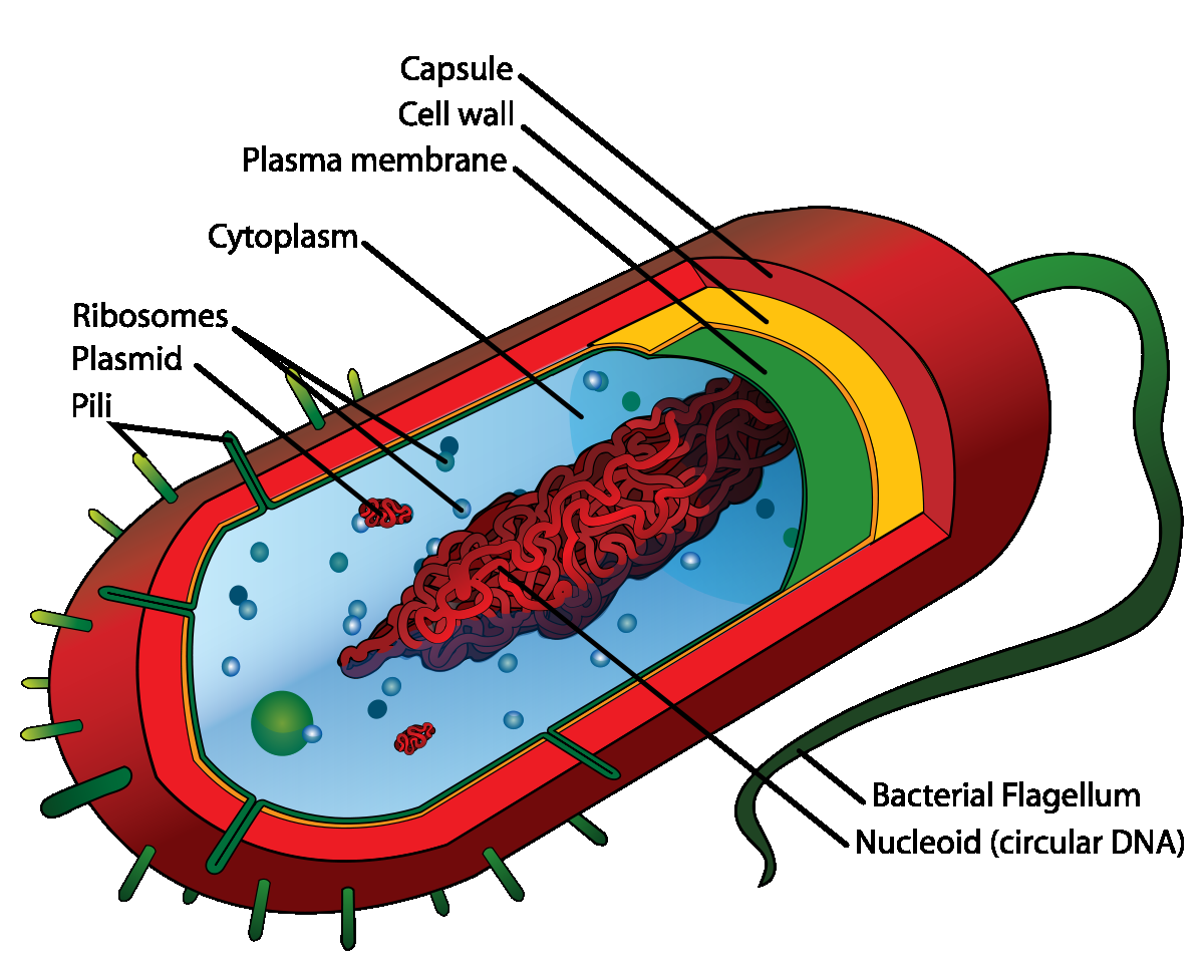 Cellvägg 5 Cellvägg En cellvägg är en stödjande vägg i en cell, i huvudsak bestående av cellulosa. Cellväggen finns endast hos växter, svampar och bakterier och består av flera olika lager.
