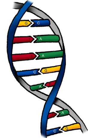 DNA-resultatet; DYS439 (den nionde markören i FTDNA:s ordning) har förändrat sig från 11 till 12 på äldste kände stamfaderns son Benjamin Goughs släktgren och på Salathiel Goffs i stället till 10.