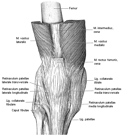 3 TEORETISK BAKGRUND 3.1 Knäledens anatomi och biomekanik Knäleden, articulatio genus, är en modifierad gångjärnsled bestående av fyra bendelar: femur, tibia, fibula och patella.