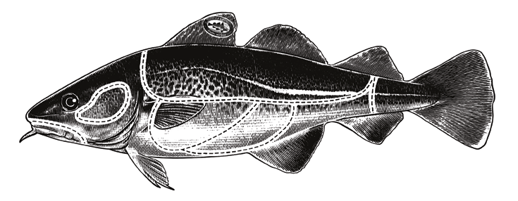 Kind En ofta underskattad del av fisken med fast konsistens. Kan både kokas och stekas. Filé Enligt många den bästa delen av fisken.