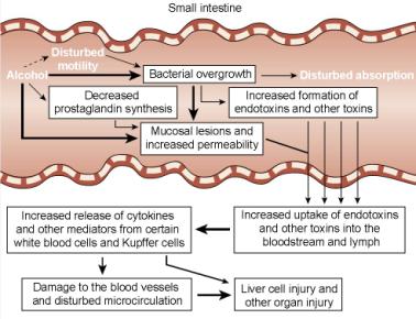 Endokrint Män: testosteronbrist, östrogenöverskott Kvinnor: testosteronöverskott Cushingoid Impotens Lever Fettlever > hepatit > cirros Risk för skrumplever 3 ggr förhöjd vid 25 gram