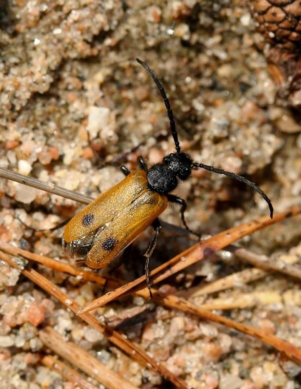 and sand pits that control the occurrence of Apalus bimaculatus in Västra Götaland County Examensarbete inom huvudområdet Ekologi Rapport 1