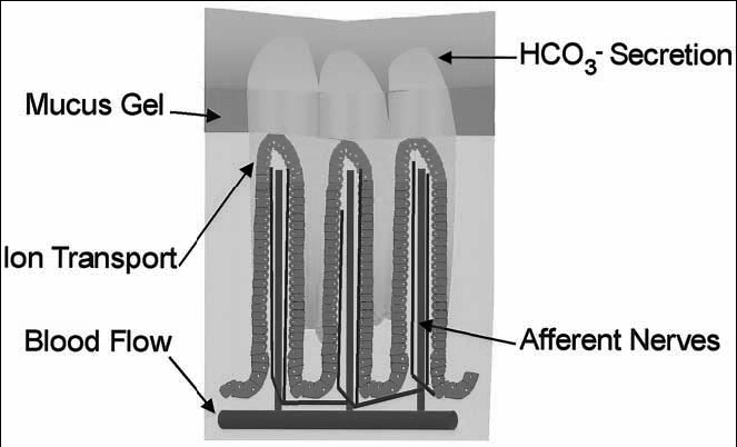 Cyclooxygenase 1 is structurally very similar to cyclooxygenase 2 view parallel to membrane heme view normal to membrane ibuprofin membrane phospholipid bilayer the heme is at the peroxidase site