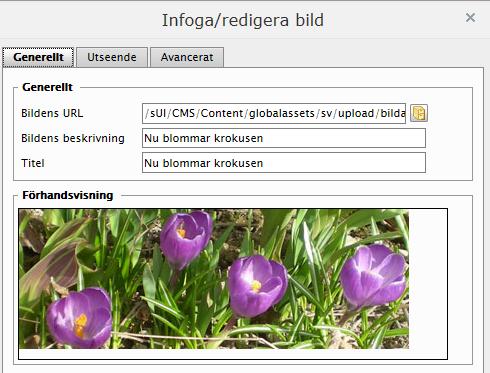 Arbeta med bilder på bloggen Sida 6 av 7 c) Klicka på den gula byråknappen för att visa Välj innehåll. Nu listas strukturen upp i mediahanteraren.