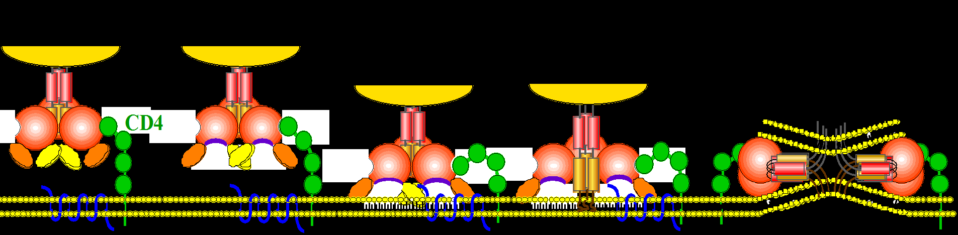 Env HIVs väg in i celler Virion gp41 gp120 V3 V1/V2 Coreceptor Fusion peptides HIVs membraneprotein (gp120) binder till CD4 Förändring i