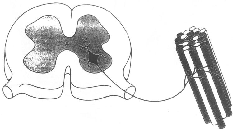 Motorenhet Pyramidbanan Primära motorcortex Capsula interna