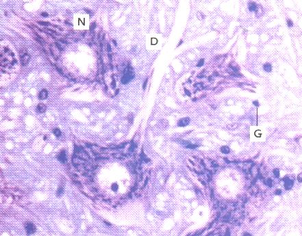 Hematoxylin färgar kärnans DNA och