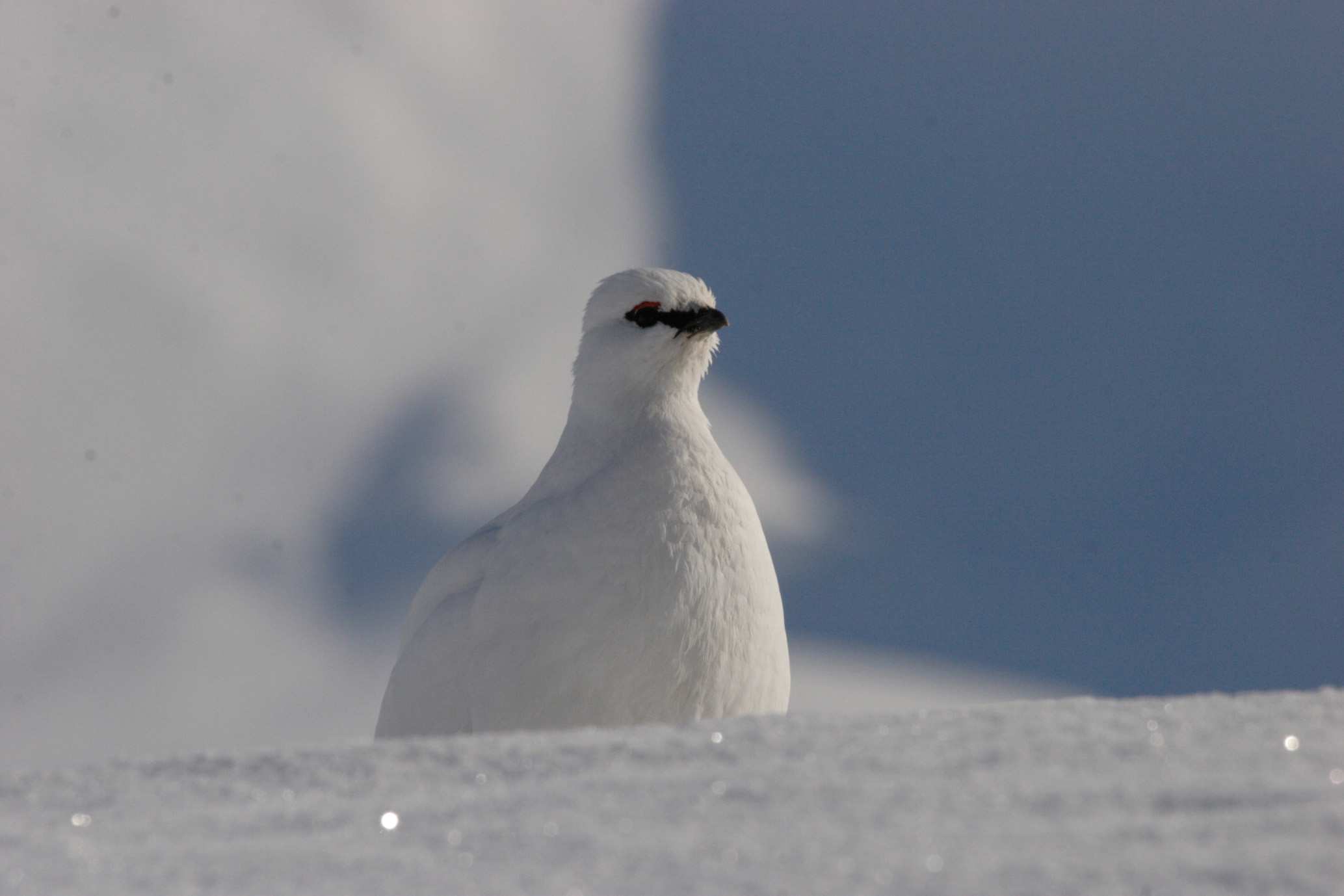 Svalbardsripan en fågel som stannar på Svalbard året runt som visar ofta en nyfikenhet, vi fick sällskap vid ett flertal tillfällen.