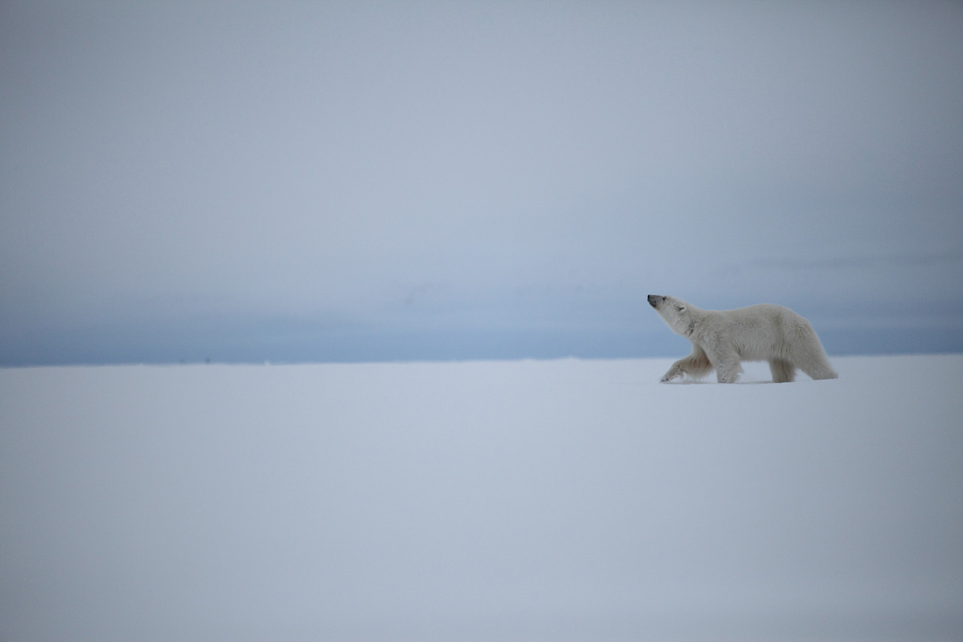 Svalbardsripan finns endast på Svalbard och Frans Josef Land (Ryssland).