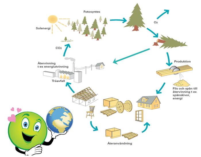 Trämekanisk industri samverkar med skogsbrukets aktörer och kan påverka den biologiska mångfalden. Ett exempel är svenskt lövträ.