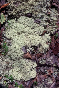 Stensöta En grön liten ormbunks-liknande växt som ofta breder ut sig över marken som en stor matta. Den har relativt stora rötter som ofta är intrasslade i varandra.