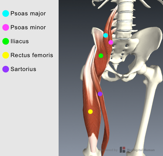 Bilaga 1 - Muskeldatabas En sammanställning av höftledens muskler indelade efter dess rörelsefunktioner [2] [26] [27] Flexion Psoas major Funktion Huvudfunktion: flexion, lateral rotation Fästpunkt