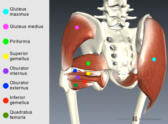 Lateral rotation Gluteus maximus Se avsnitt Extension Gluteus medius Se avsnitt Abduktion Piriformis Funktion Huvudfunktion: lateral rotation Subfunktion: abduktion Fästpunkt Ursprung: bakre delen av