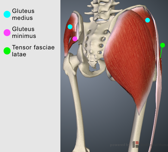 Medial rotation Gluteus medius Se avsnitt Abduktion Gluteus