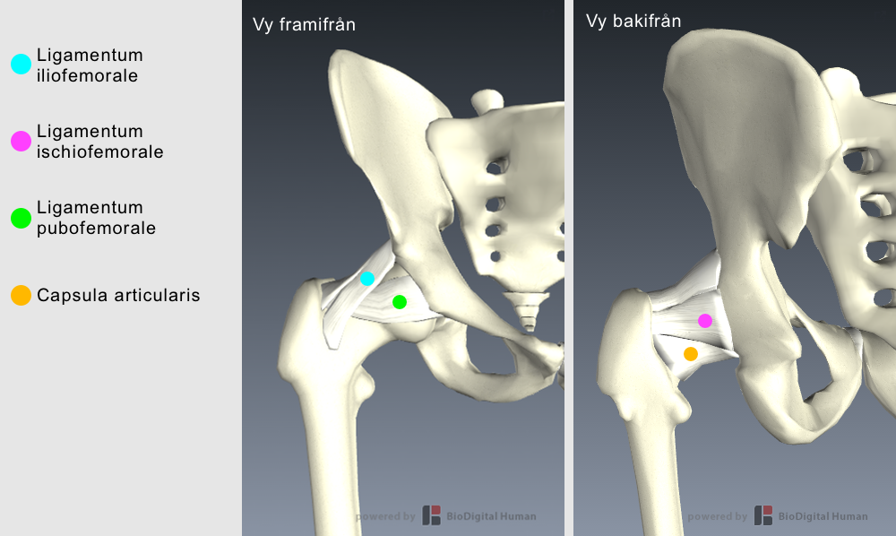 Ligament Ligament, även kallad ledband, är mjukvävnad som binder samman benen i en led, se figur 28. Ligament är elastiskt och kan beskrivas som en trådlik bindväv.