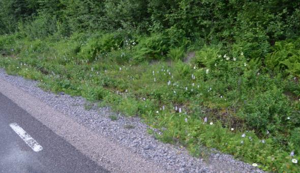 nycklar Kriterium: naturvårdsintressant arter - Representativ ängs- och betesmarksflora - Växter som fungerar som nyckelarter för