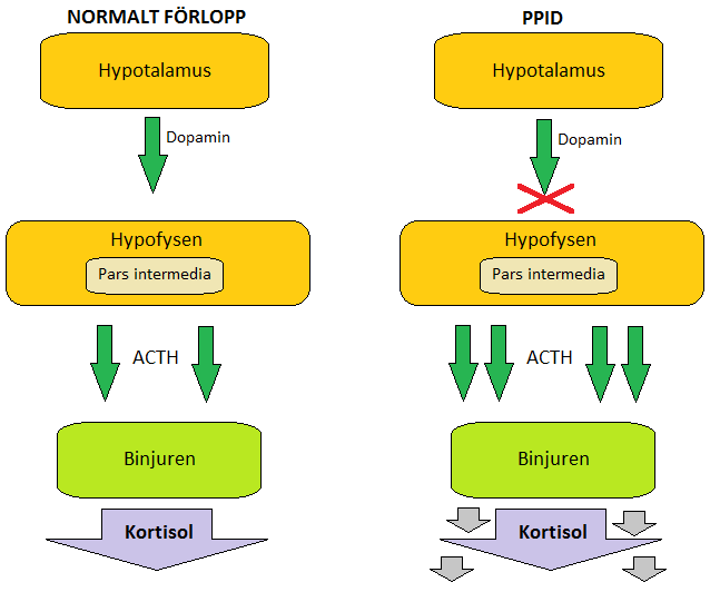 Figur 1. Förenklad bild av fysiologin i pars intermedia, normalt samt vid PPID Kliniska symtom Hirsutism.