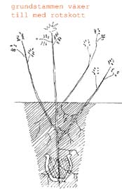 Figur 11. Wilhelmina Jashemskis grävningsplan av trädgårdsmästeri/handelsträdgård med fynden av krukor markerade, efter Jashemski. A och B visar vår tolkning av situationen.