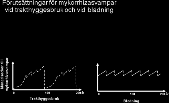 Figur 3. Förutsättningarna för att mykorrhizasvampar skall finnas kontinuerligt vid trakthyggesbruk och vid hyggesfritt skiljer sig markant åt.