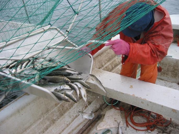 3 miljövänligt. Den österbottniska strömmingsfiskeflottan är liten, men samtidigt modern och effektiv.