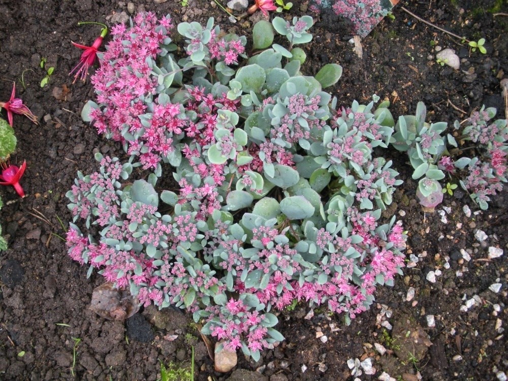 Årets perenn 2016 Liten kärleksört Hylotelephium cauticulum Liten kärleksört är en mycket härdig snabbt kuddbildande perenn, ca 10 cm hög.