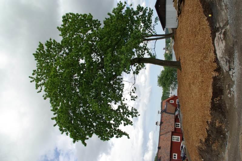 Bild 5. Träd nära byggnation där gräsytan byts mot Mulch. Bild 6.