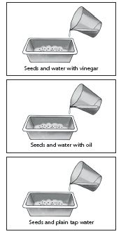 Förberedande kommentarer: Material såsom rengöringsmedel, vegetabilisk olja, salt, vinäger och socker får utgöra de förorenande ämnena. De måste dock spädas ut så att de inte omedelbart förstör fröna.