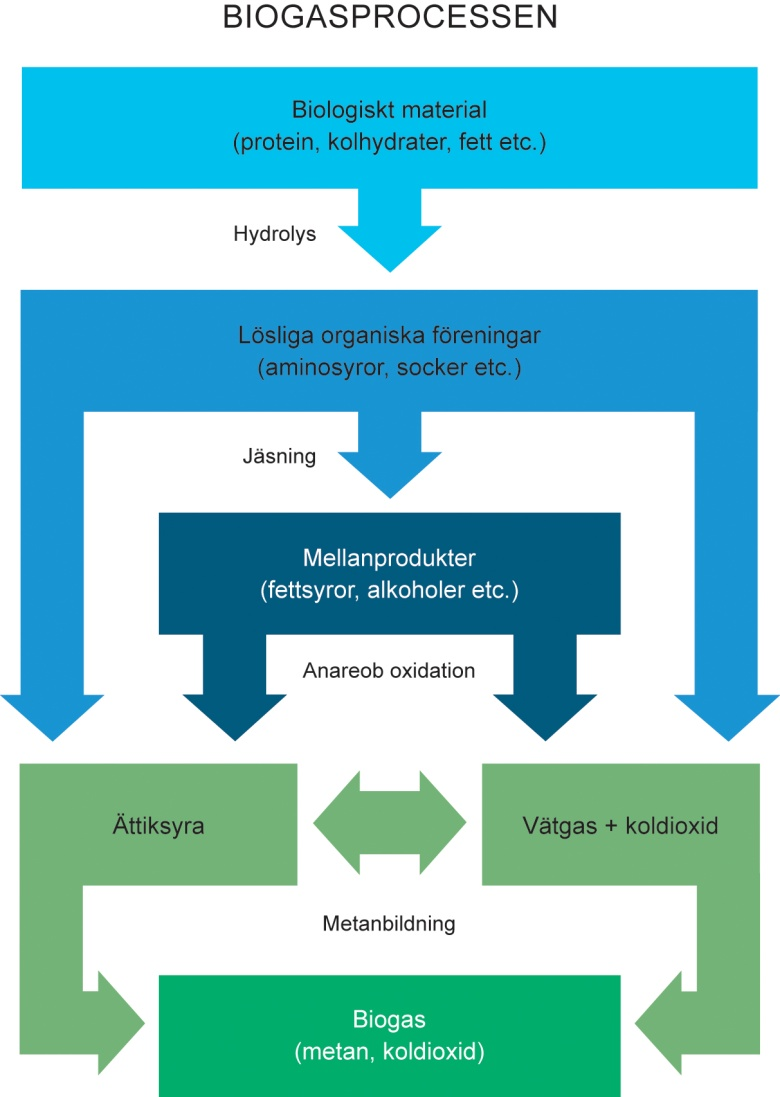 Biogasprocessen Biogas, som till största delen består av metan och koldioxid, produceras vid nedbrytning av organisk material under anaeroba förhållanden.