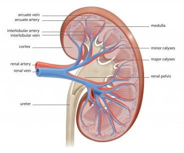 enteropathy (PLE) Trötthet, ödem, ascites Hjärtsvikt med normal EF