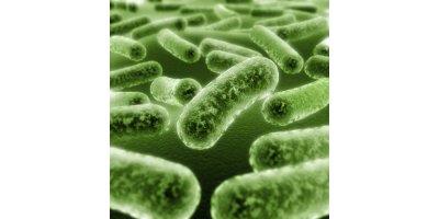Tillsats av mikroorganismer och kolkälla i områden förorenade med klorerade lösningsmedel Erfarenheter och