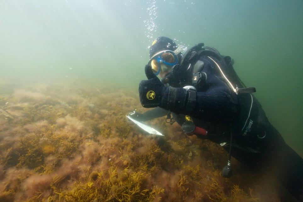 KOSTERHAVET Mest artrika marina området i Sverige 6000 marina arter varav > 200 unika djurarter och 9 unika algarter Unika