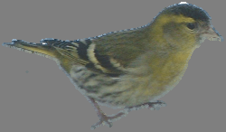 Figur. forts. Beståndsindex för vintern. Winter point count indices (cont.)..5.5 975 98 985 99 995 5.5.5.5 Steglits, Carduelis carduelis - (,., NS) Gråsiska, Carduelis flammea - (7, -.