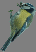 Figur. forts. Beståndsindex för häckningstiden. Summer count indices (cont.)..5.5 Talgoxe, Parus major (9, -.7, ***;, 5., ***) 975 98 985 99 995 5 Svartmes, Parus ater (9, -.7, ***; 9, -., NS).5.5.5 975 98 985 99 995 5 Lappmes, Parus cinctus (-, -, ;, -.