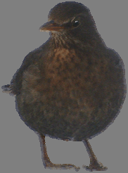 Figur. forts. Beståndsindex för häckningstiden. Summer count indices (cont.). Dubbeltrast, Turdus viscivorus (,.5, ***;, 6., ***) Björktrast, Turdus pilaris (5, -., ***; 8, -.