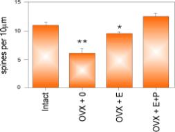 ER och ER : två olika gener men likartad uppbyggnad ER Homology (%) 30 ER 1-1- DNA binding Nuclear signal Dimerization Ligand binding Transcription activation A/B C D E/F DBD LBD 96 30 53-595 -530