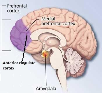 A B C Figur 1. Hjärnregioner som är involverade vid social ångest: A) Prefrontala kortex, mediala prefrontala kortex, anteriora cingulum och amygdala. B) Hippocampus. C) Insula.